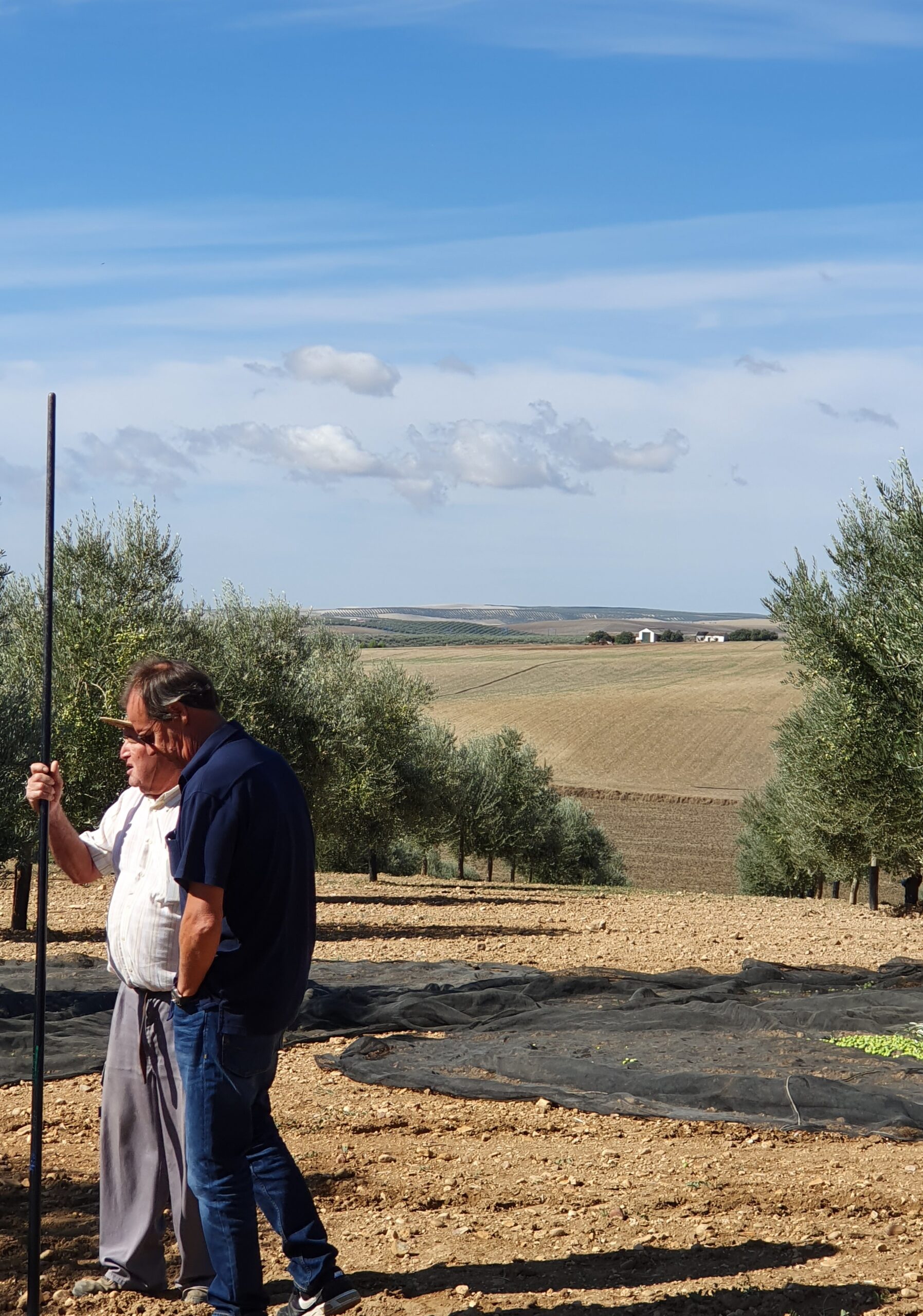 Visiting a supplier's olive grove outside Cordoba